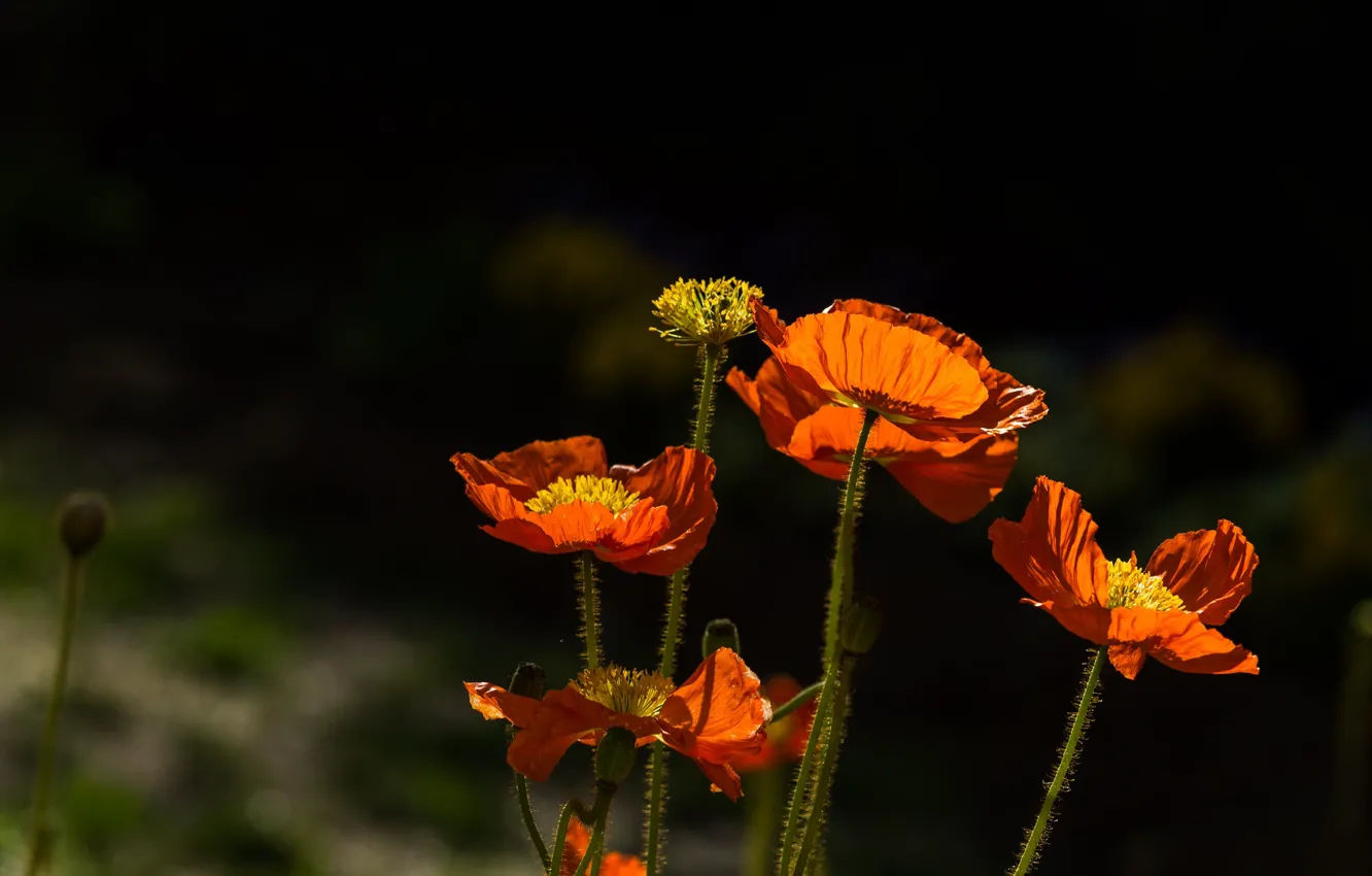 Photo wallpaper light, flowers, orange, the dark background, Mac, Maki