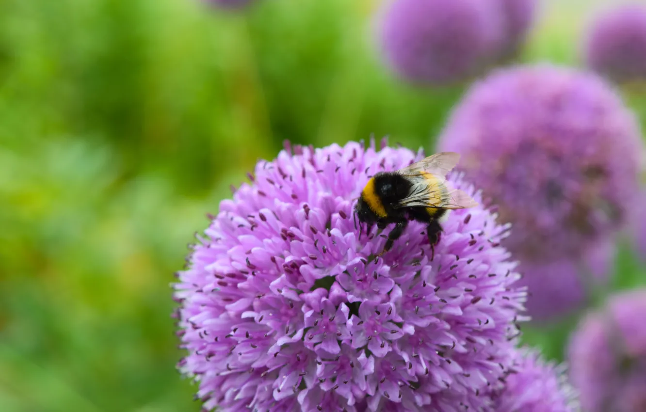 Photo wallpaper flower, lilac, macro flowers nature, bumblebee on a flower