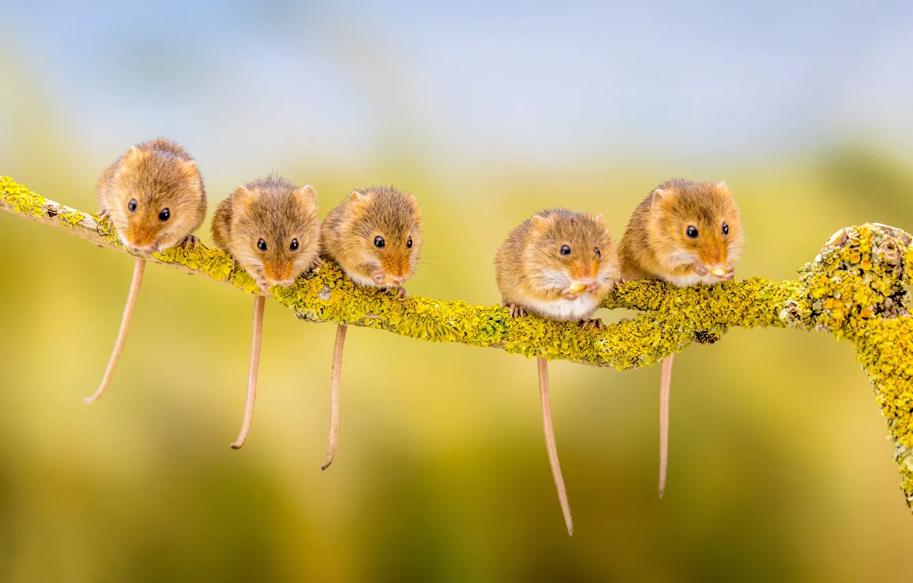 Photo wallpaper background, branch, tails, rodents, the mouse is tiny, mice