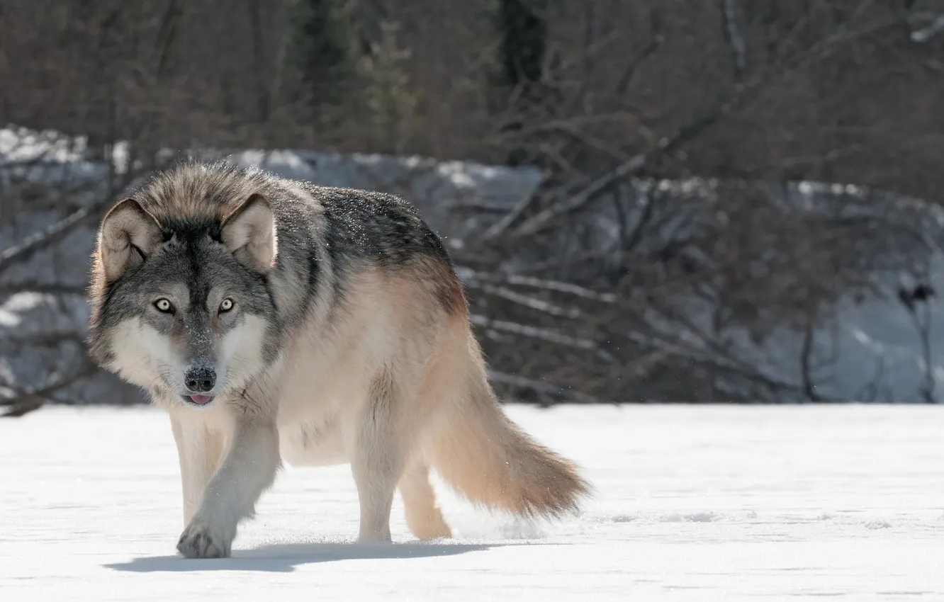 Photo wallpaper nature, Gray Wolf, face, animal, wolf, canis lupus, wildlife, head