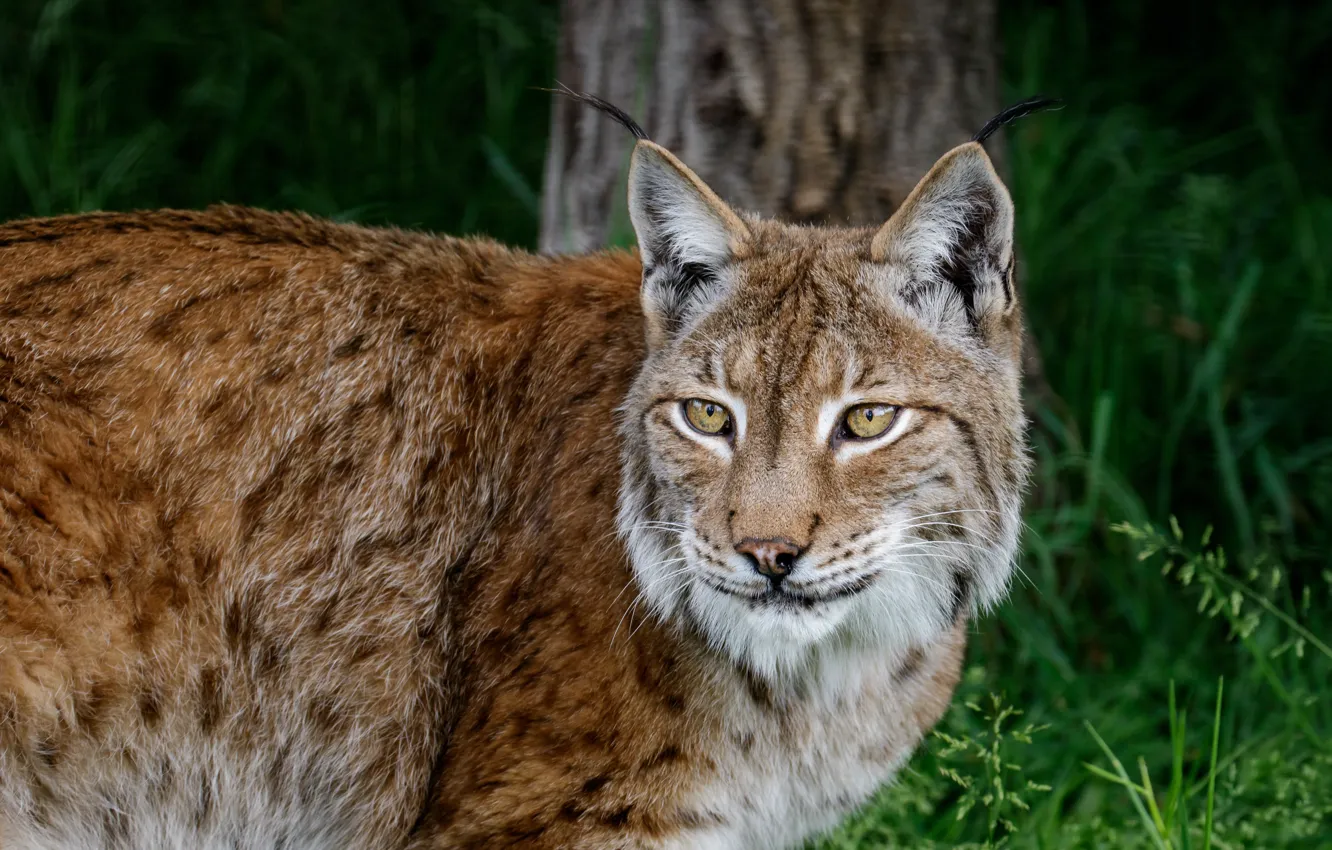 Photo wallpaper look, face, nature, pose, portrait, lynx