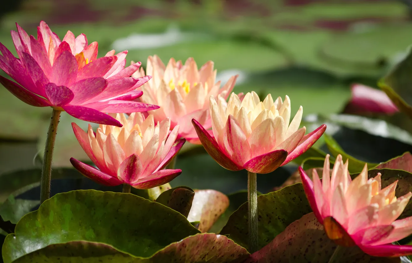 Photo wallpaper leaves, flowers, nature, water lilies