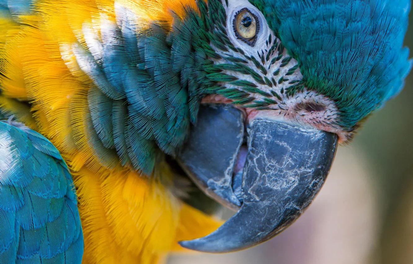 Photo wallpaper macro, bird, feathers, beak, parrot, blue-and-yellow macaw