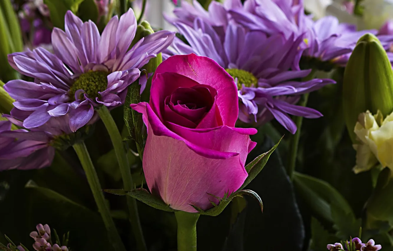 Photo wallpaper flowers, roses, chrysanthemum
