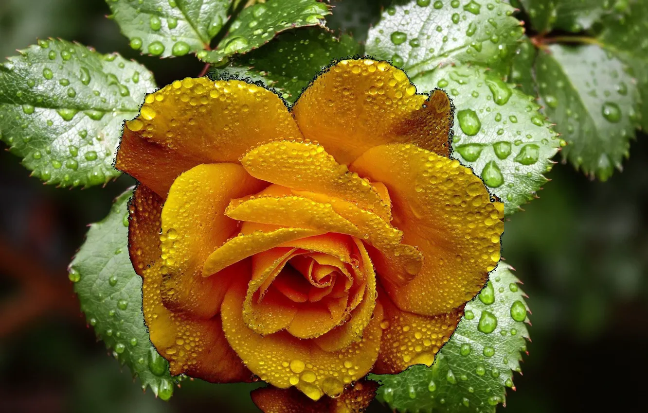 Photo wallpaper flower, rose, yellow