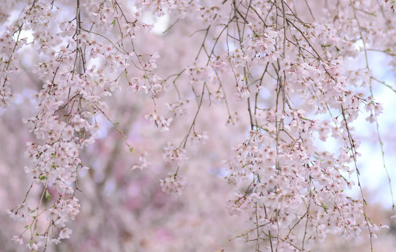 Photo wallpaper branches, spring, Sakura