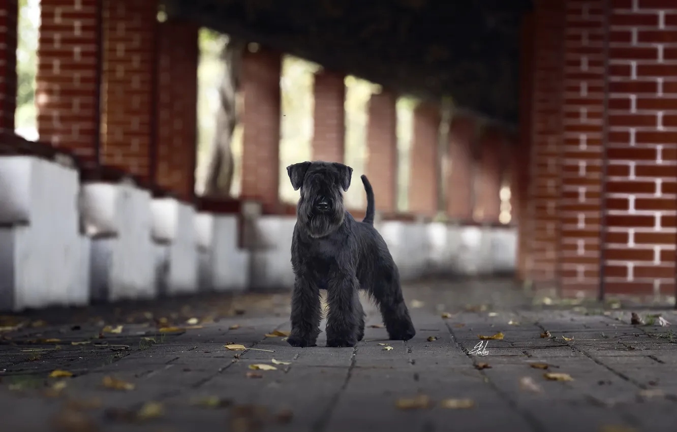 Photo wallpaper background, street, dog