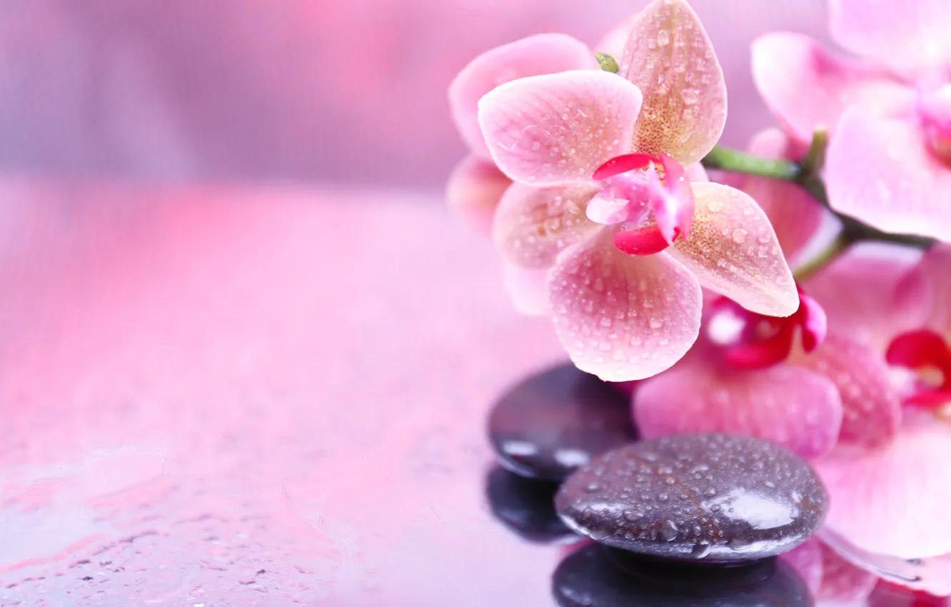 Photo wallpaper flowers, droplets, Orchid, flowers, Orchid, droplets, Spa stones, Spa stones