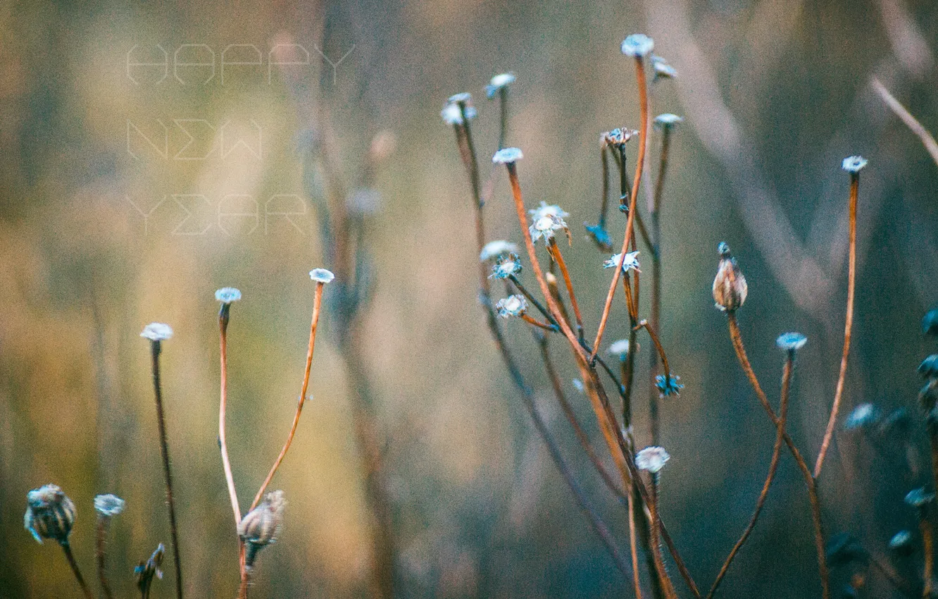 Photo wallpaper aroma, summer, Inst:newshtefan, Paradise, flowers