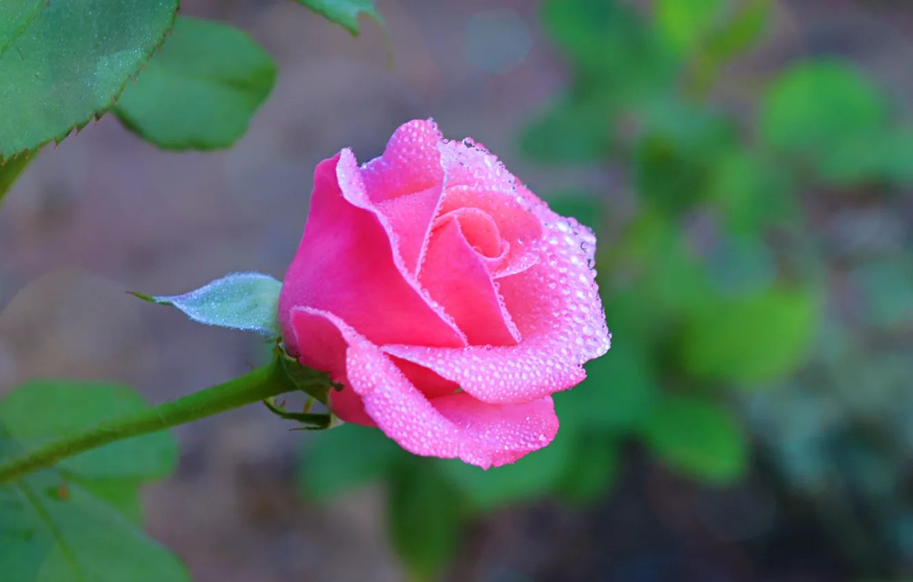 Photo wallpaper flower, drops, flowers, Rosa, pink, rose, petal