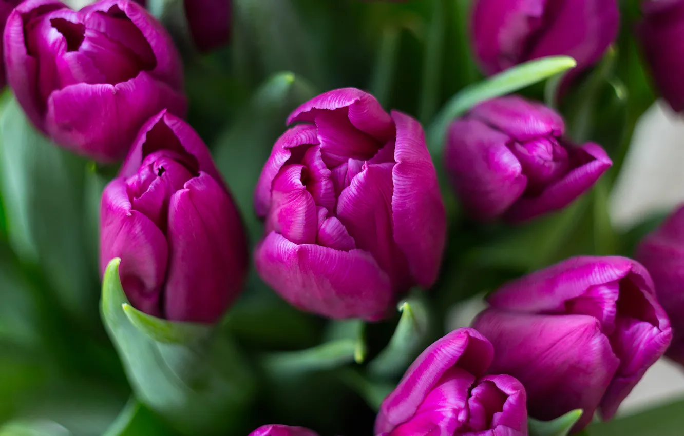 Photo wallpaper flowers, spring, tulips