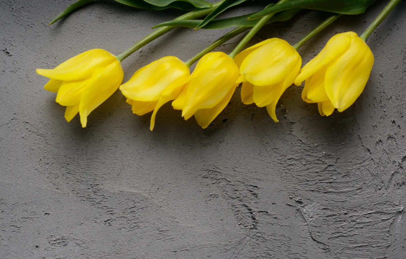 Photo wallpaper flowers, spring, yellow tulips