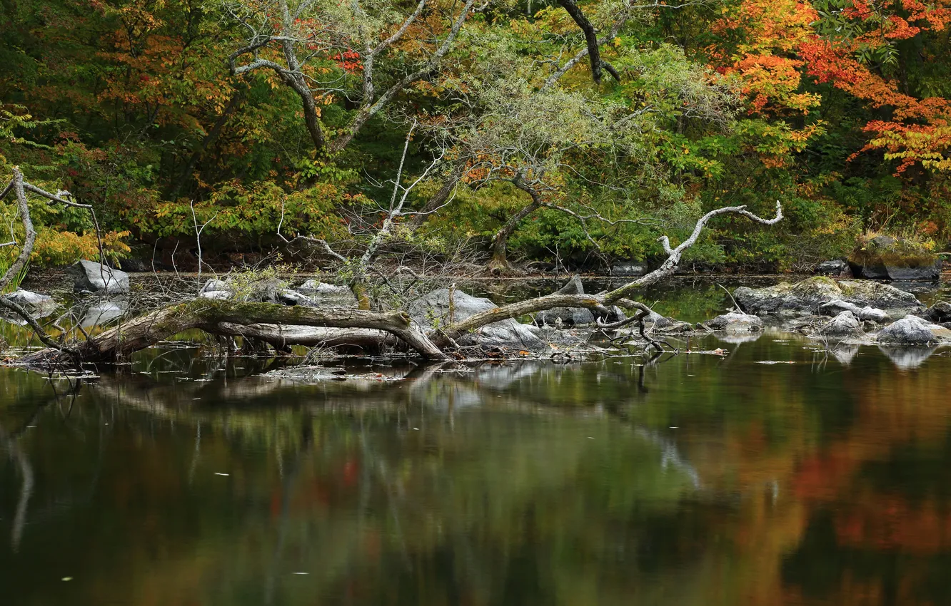 Photo wallpaper forest, trees, lake, stones, caraga