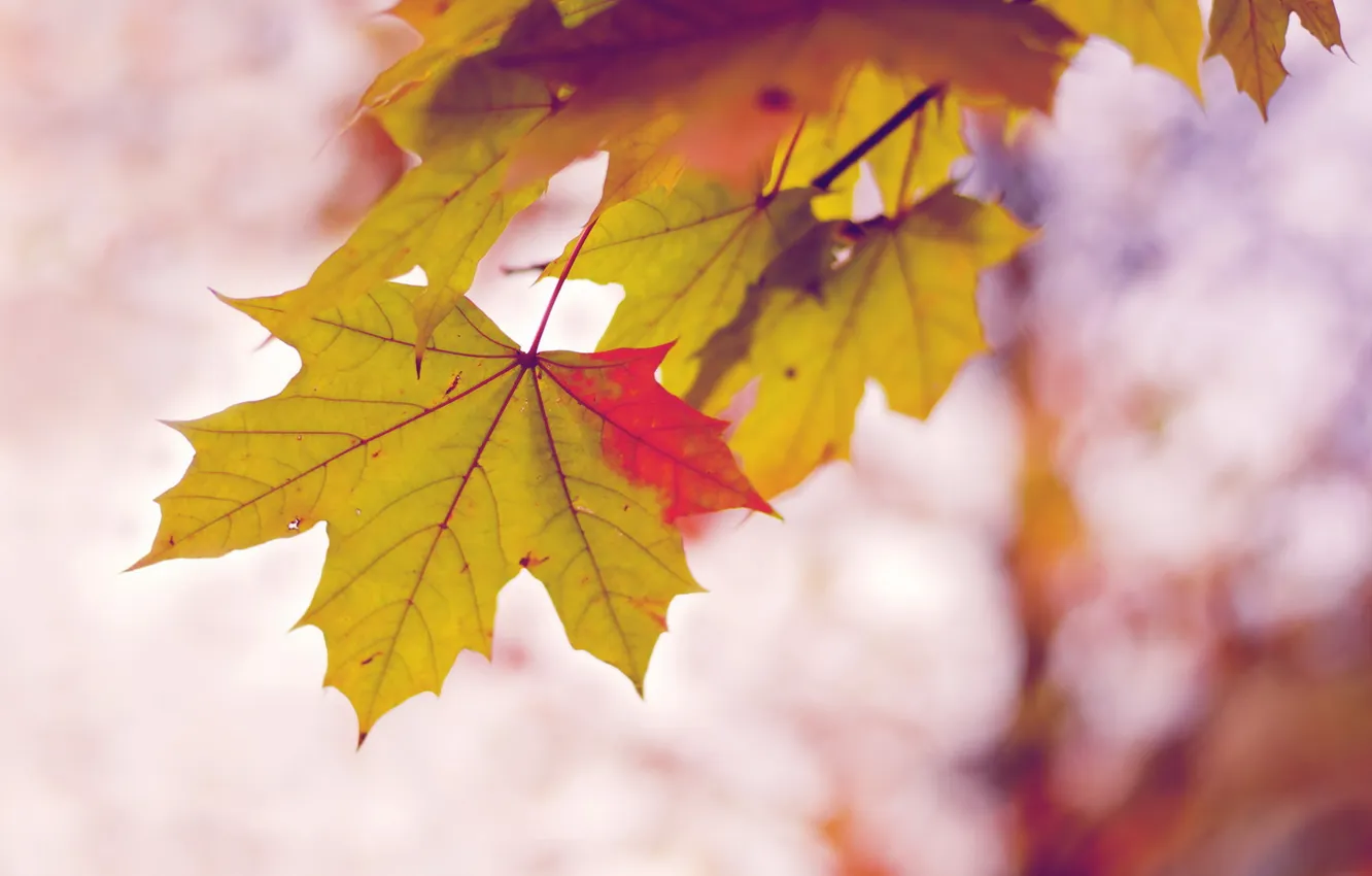 Photo wallpaper autumn, leaves, nature