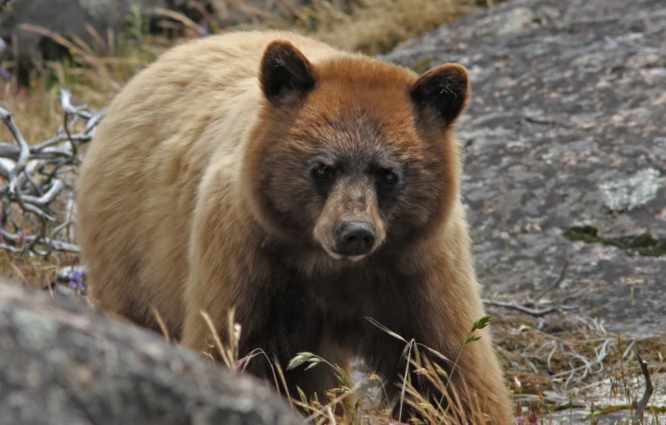 Photo wallpaper nature, background, bear