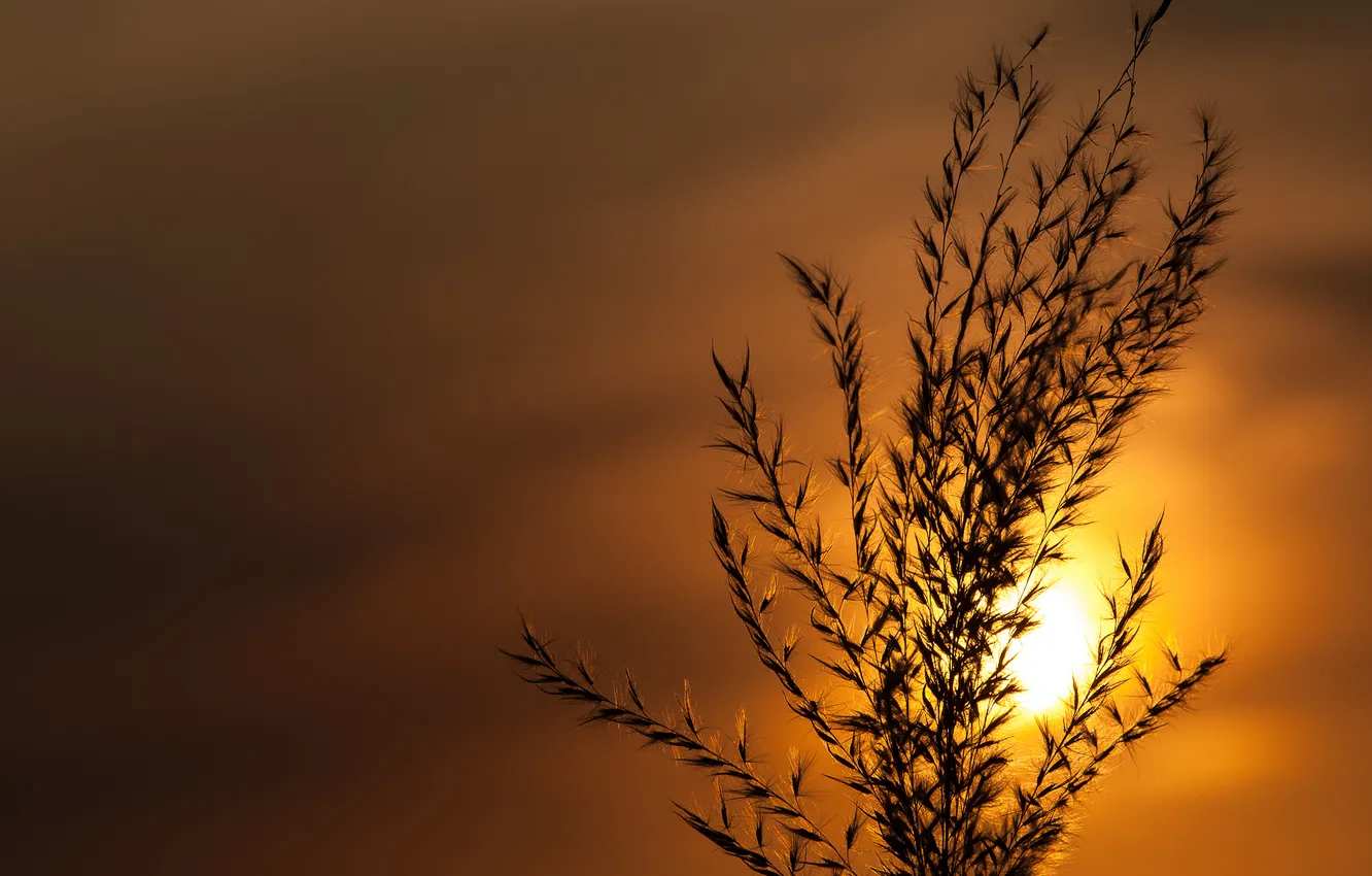 Photo wallpaper the sky, the sun, macro, sunset, plant, stem, silhouette