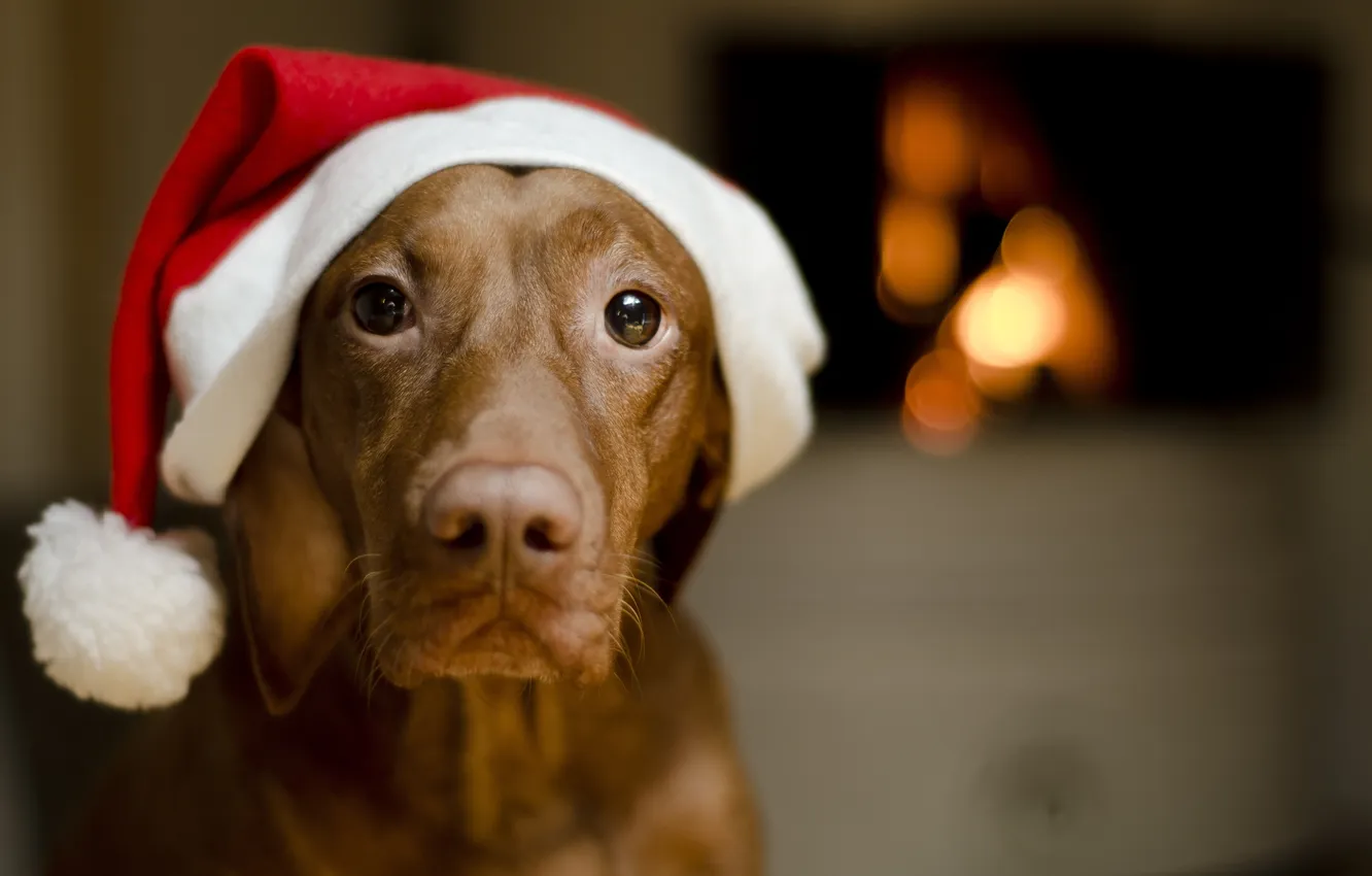 Photo wallpaper look, cap, dog