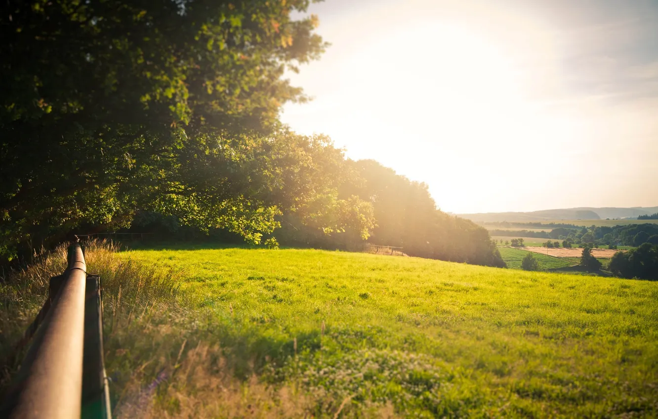 Photo wallpaper field, summer, the sun, rays, light, trees, nature, background