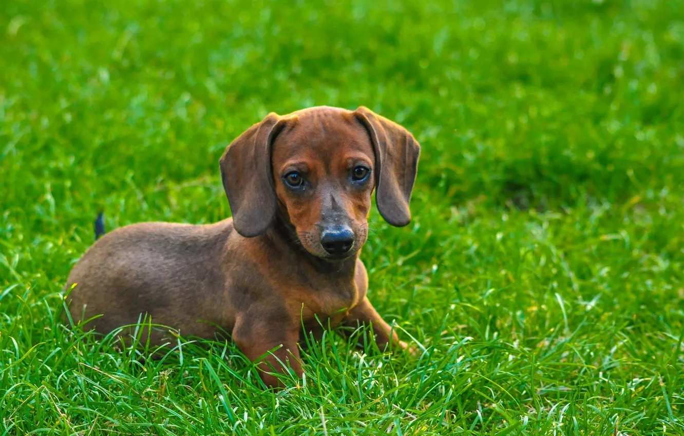 Photo wallpaper grass, look, each, dog