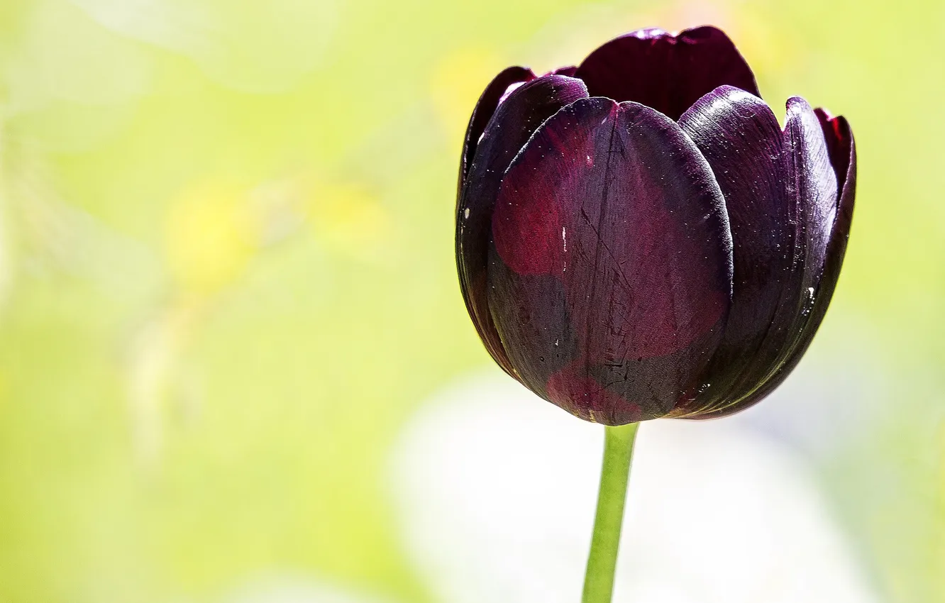 Photo wallpaper background, tulips, purple