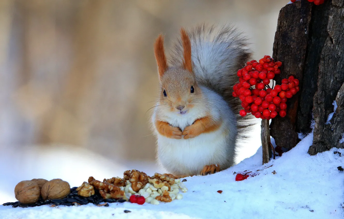 Photo wallpaper winter, snow, trees, pose, berries, legs, protein, bark