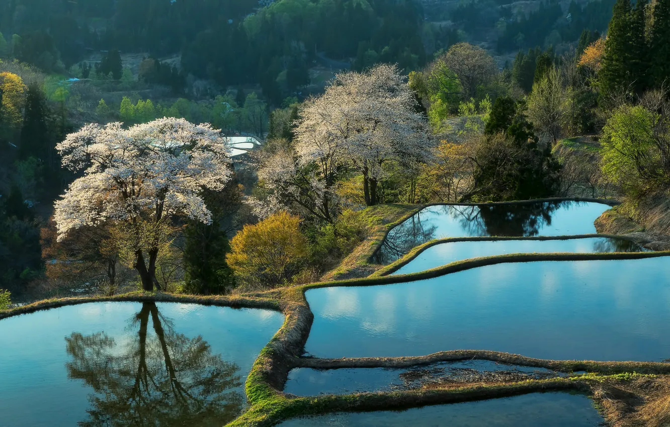 Photo wallpaper water, trees, landscape, nature, spring, Japan, Sakura, flowering