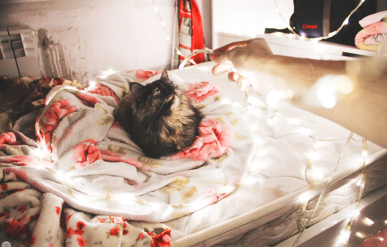 Photo wallpaper cat, light, holiday, new year, bed, neon, blanket, light