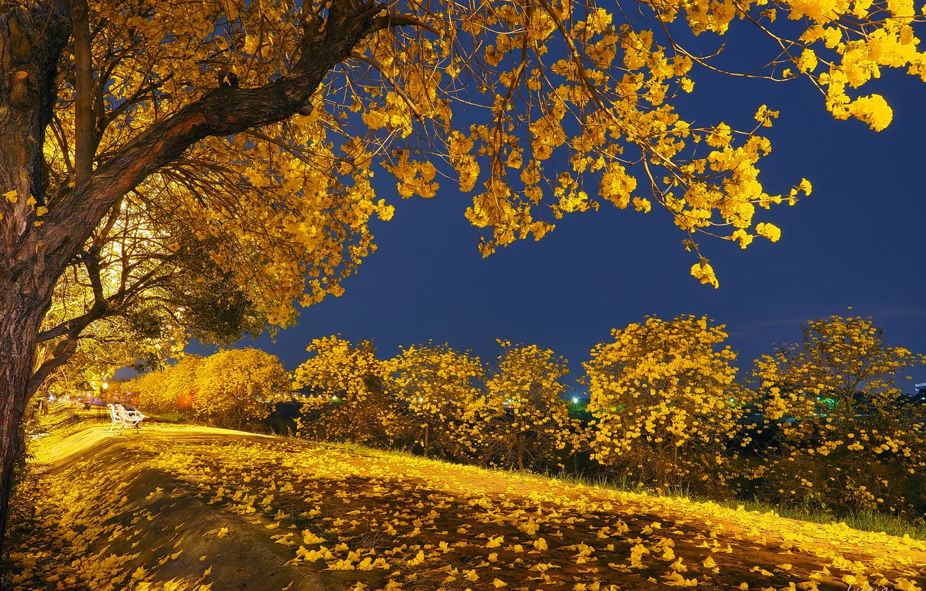 Photo wallpaper autumn, leaves, light, trees, night, Park, bench