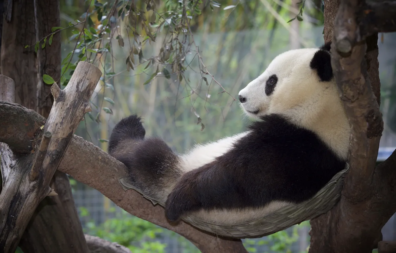 Photo wallpaper tree, stay, relax, Panda