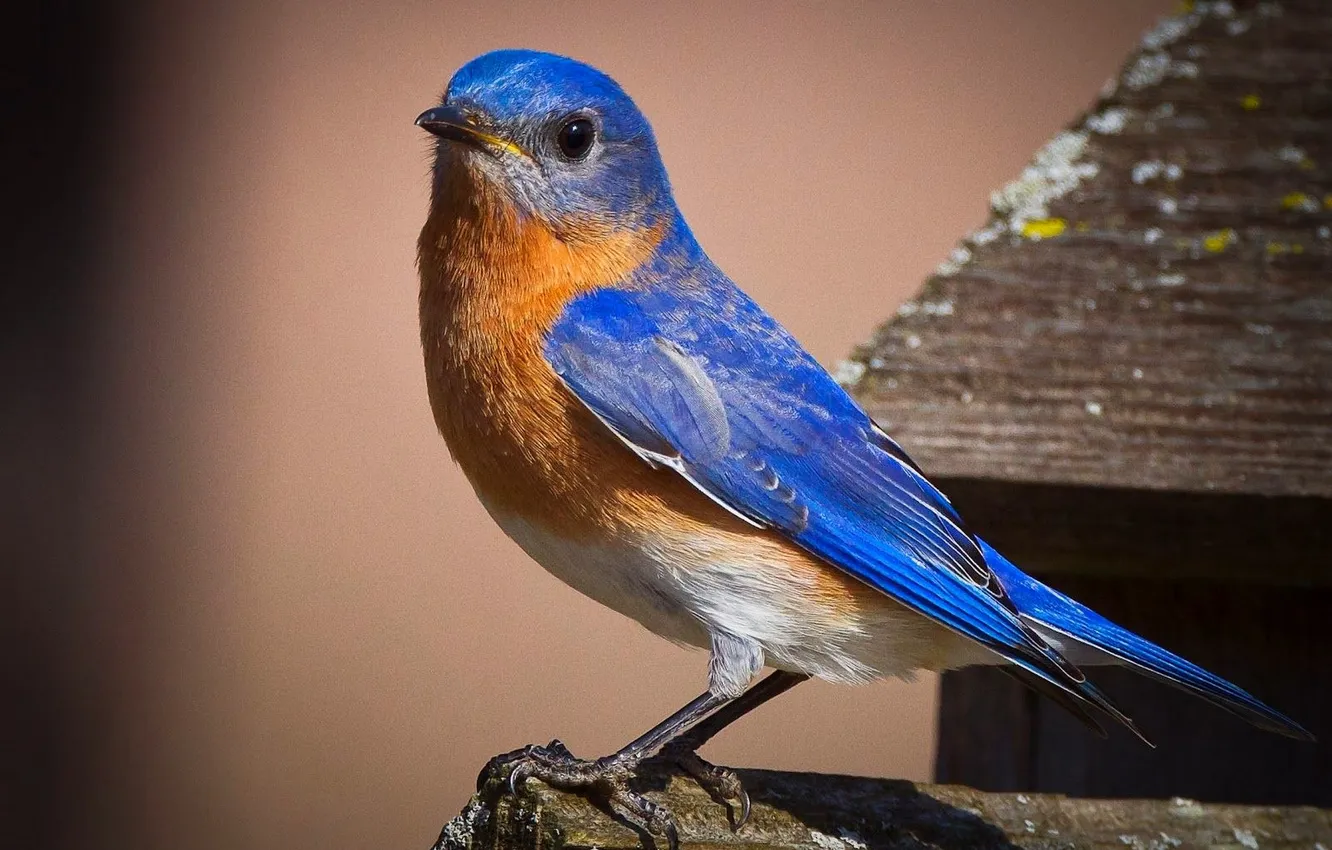 Photo wallpaper macro, bird, bright color, saving, Purple long-tailed Starling