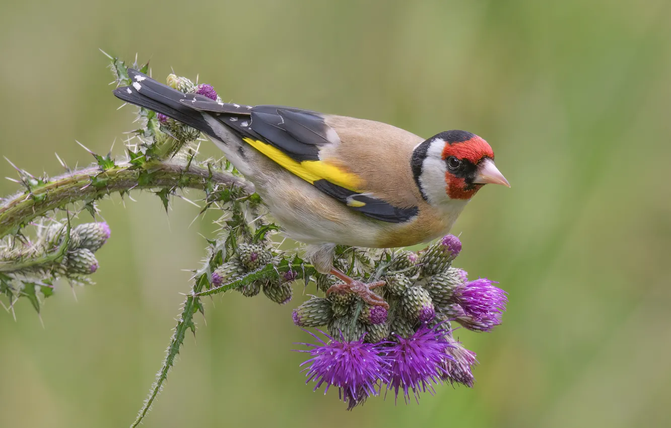 Photo wallpaper flowers, branches, background, bird, goldfinch, Thistle