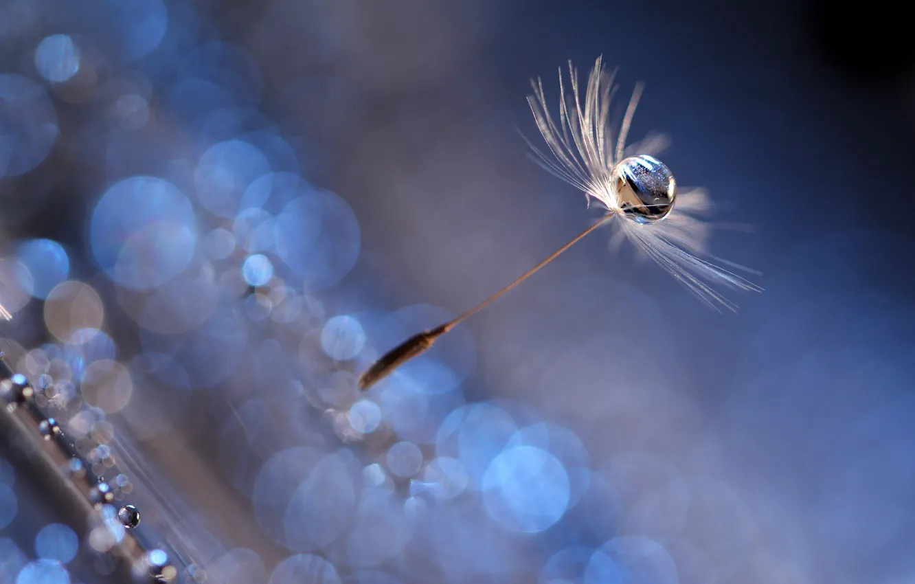 Wallpaper flight, dandelion, drop, fluff for mobile and desktop