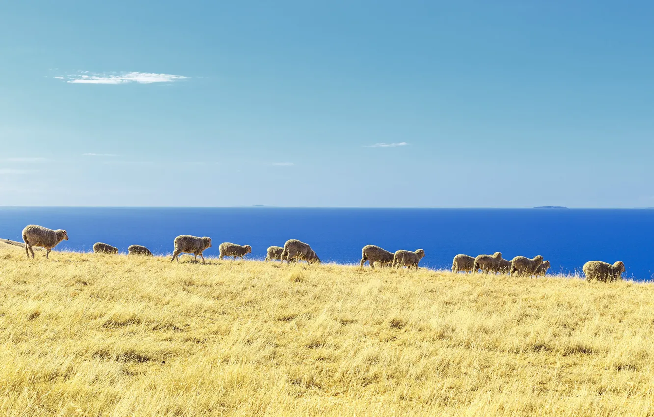 Photo wallpaper ocean, sheep, islands, stove