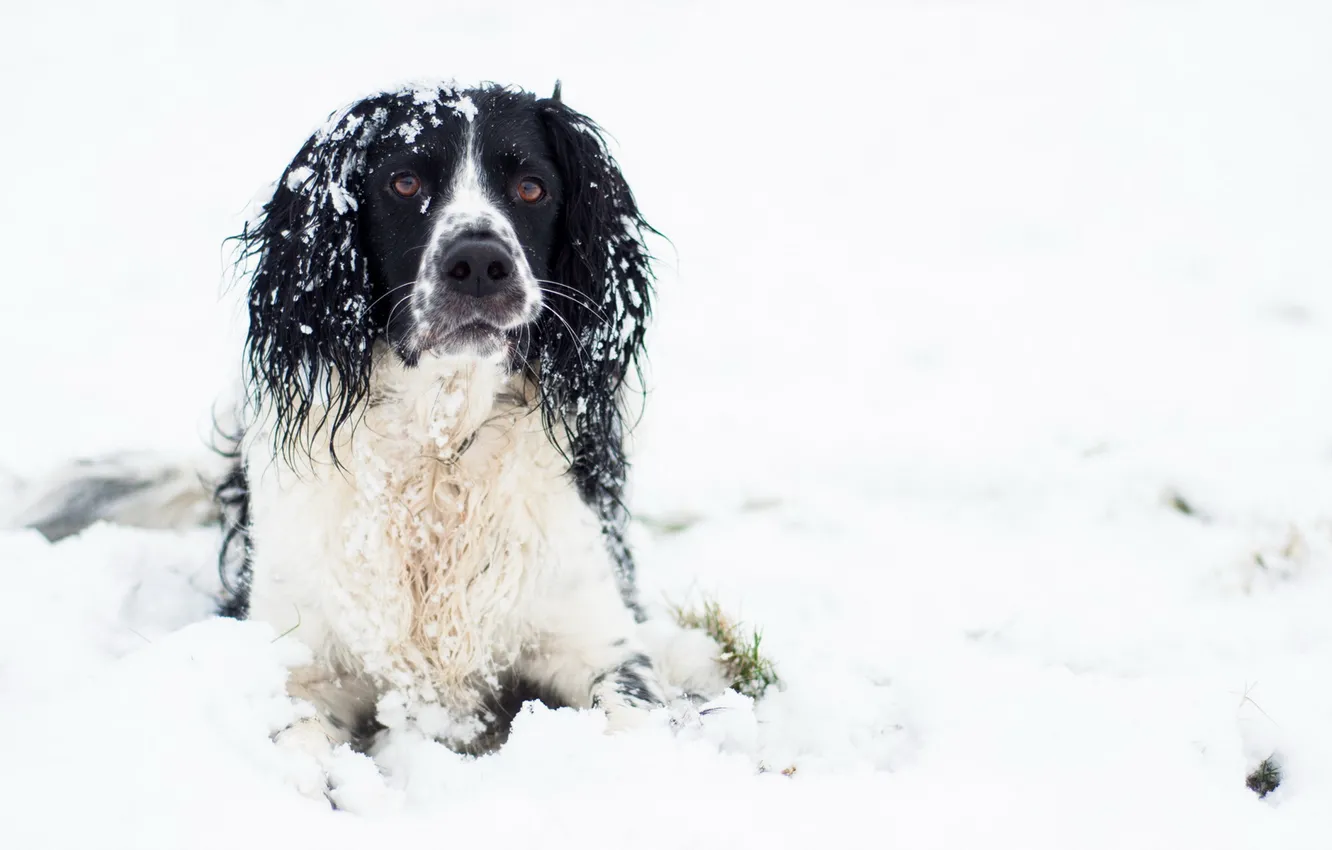 Photo wallpaper look, each, dog