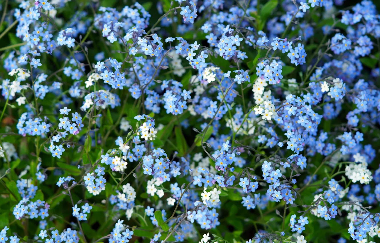 Photo wallpaper flowers, blue, forget-me-nots