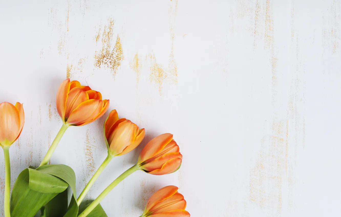 Photo wallpaper tulips, wood, tulips, orange