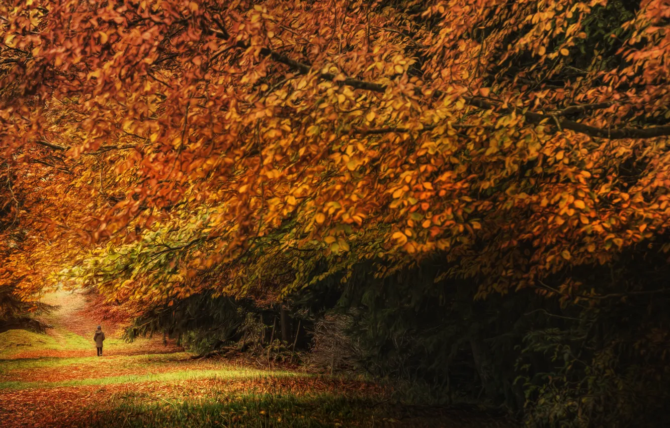 Photo wallpaper autumn, leaves, trees, treatment, Autumn dream