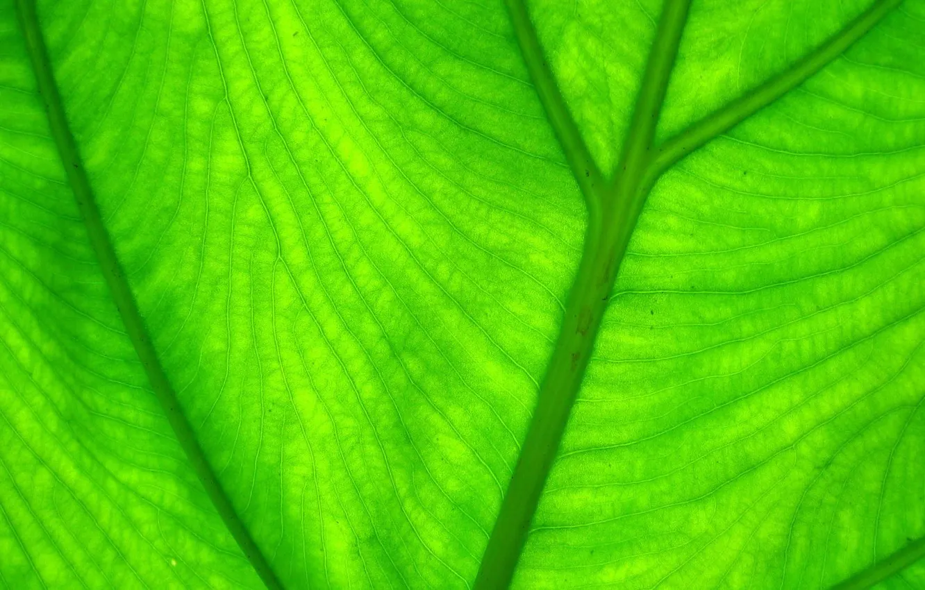 Photo wallpaper greens, leaves, nature, green, leaf, green, leaves