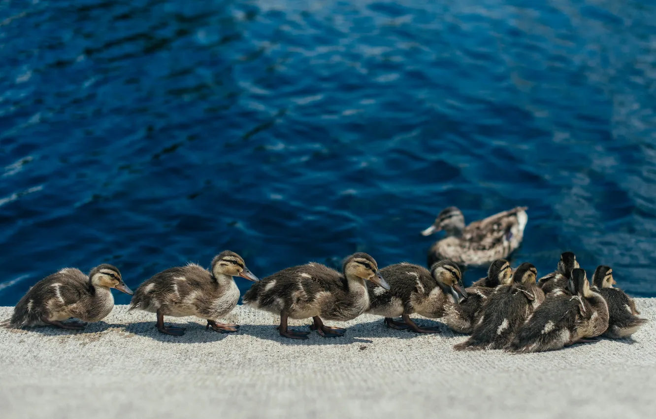 Photo wallpaper duck, legs, duck