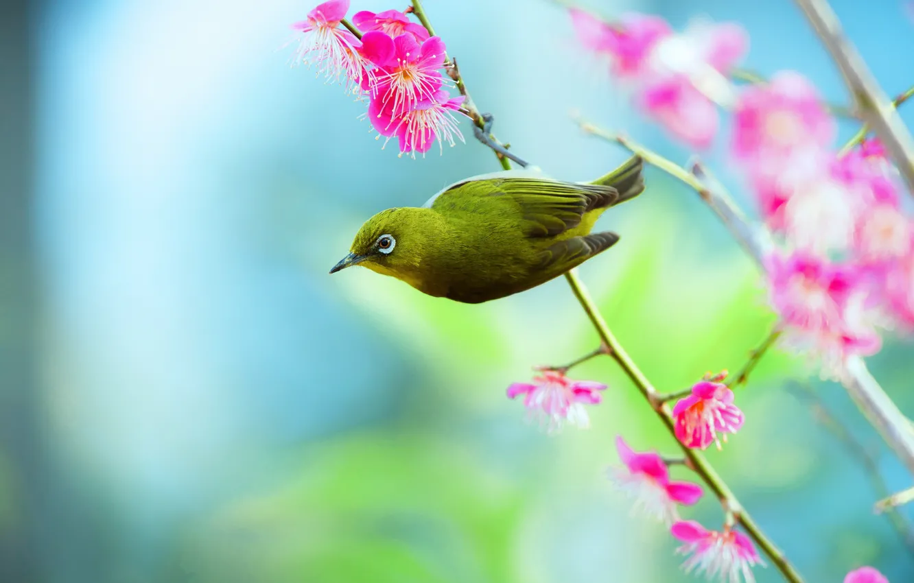 Photo wallpaper flowers, branches, nature, green, background, blue, bird, bright