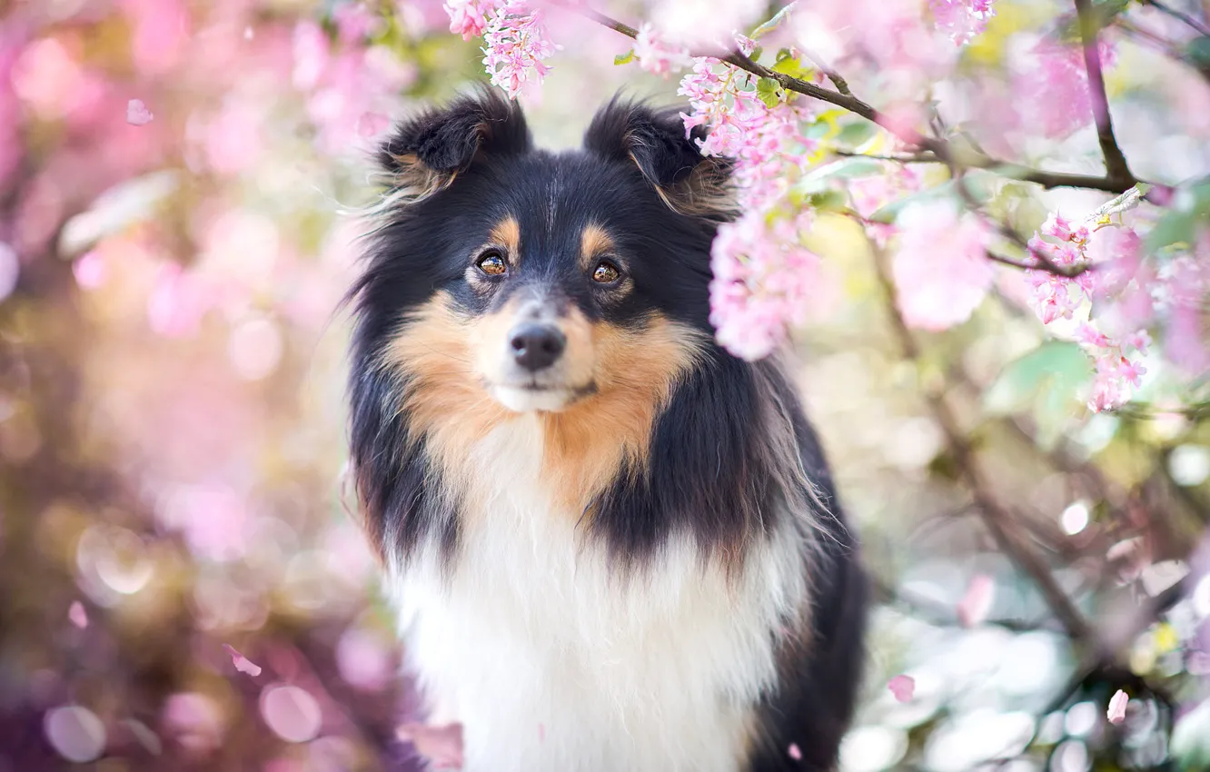 Photo wallpaper look, face, light, flowers, branches, background, portrait, dog