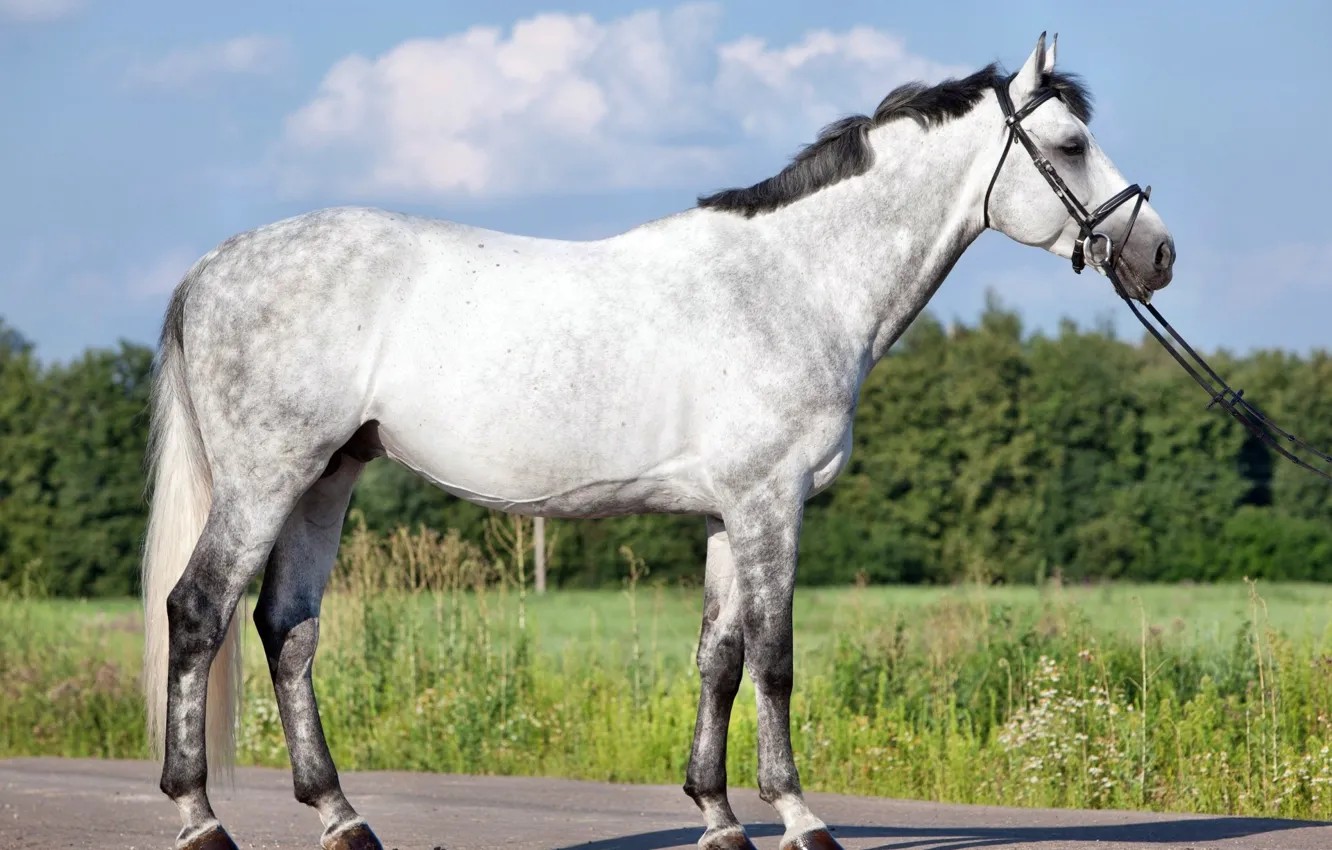 Photo wallpaper grey, background, horse