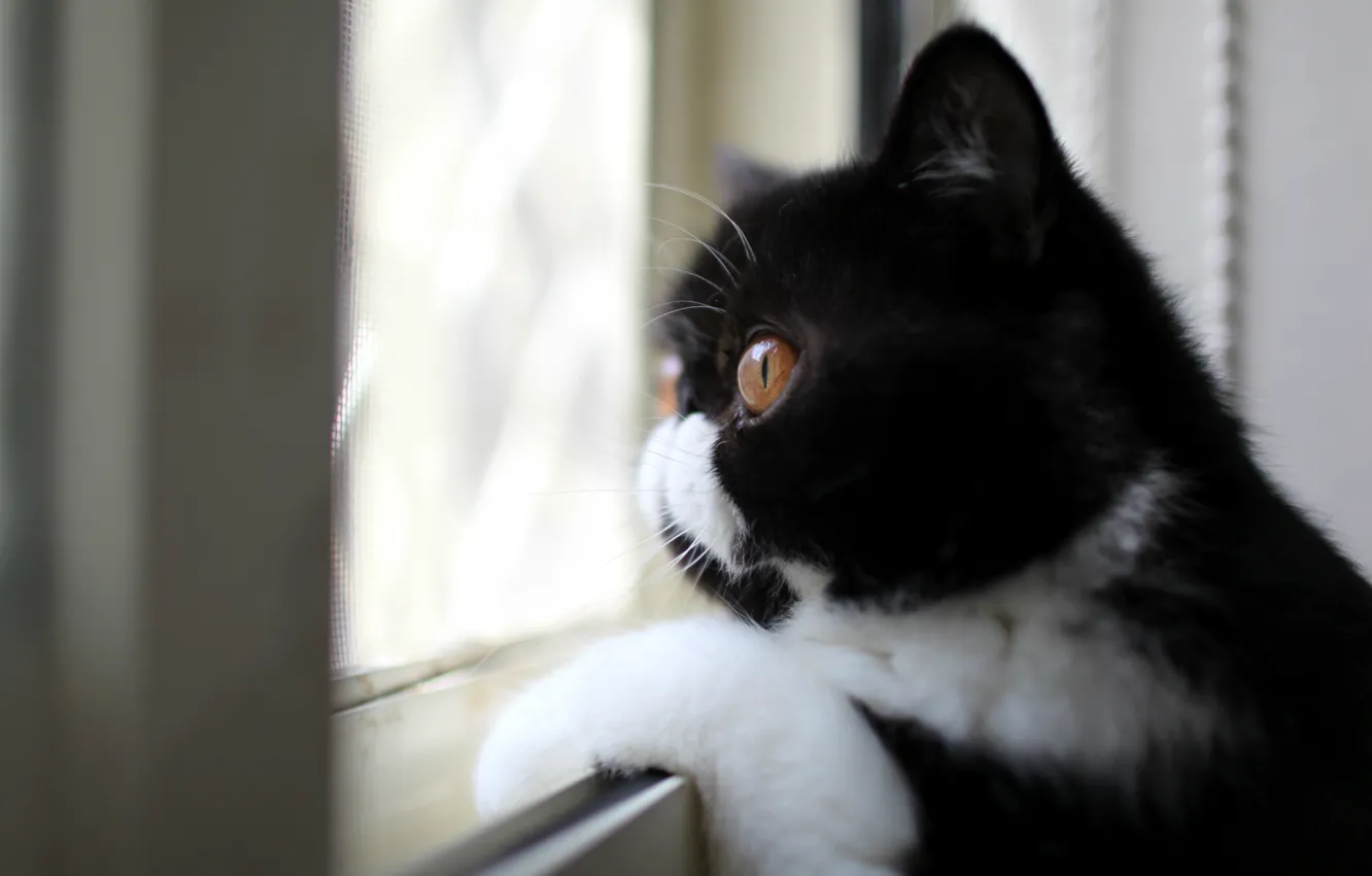 Photo wallpaper look, black and white, Cat, profile, color, looking out the window