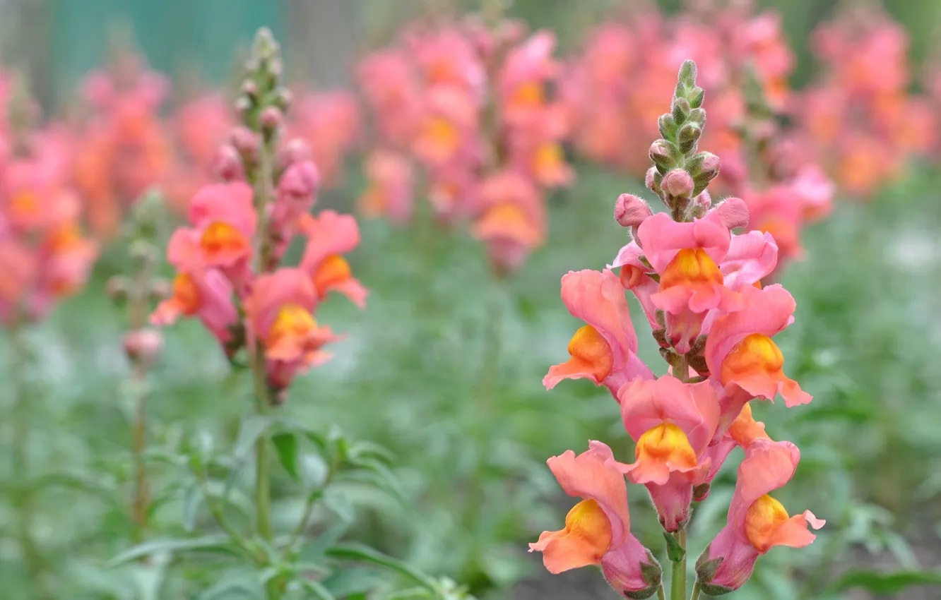 Photo wallpaper flowers, orange, snapdragons