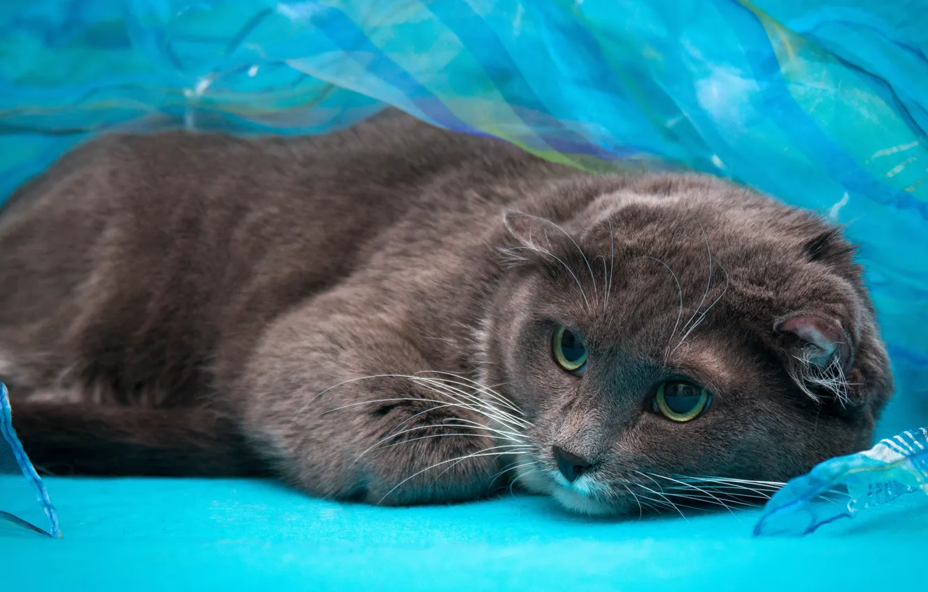 Photo wallpaper cat, look, grey, Wallpaper from lolita777, fold, blue background, Scottish, eyes