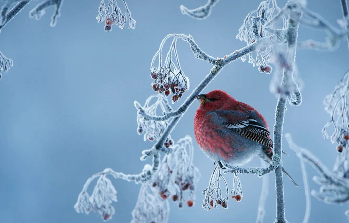 Photo wallpaper winter, frost, branches, bird, Ordinary squint