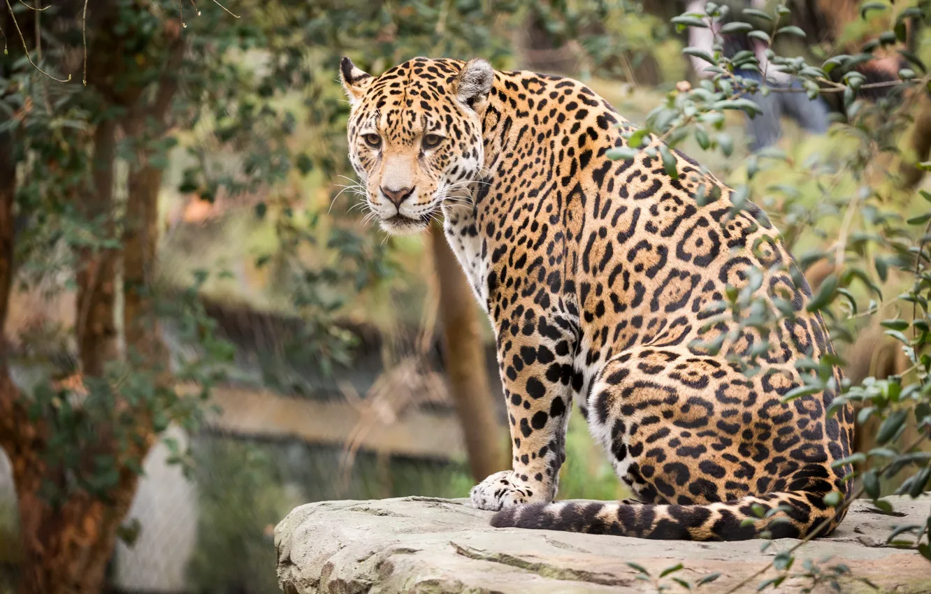 Photo wallpaper cat, animal, stay, Jaguar