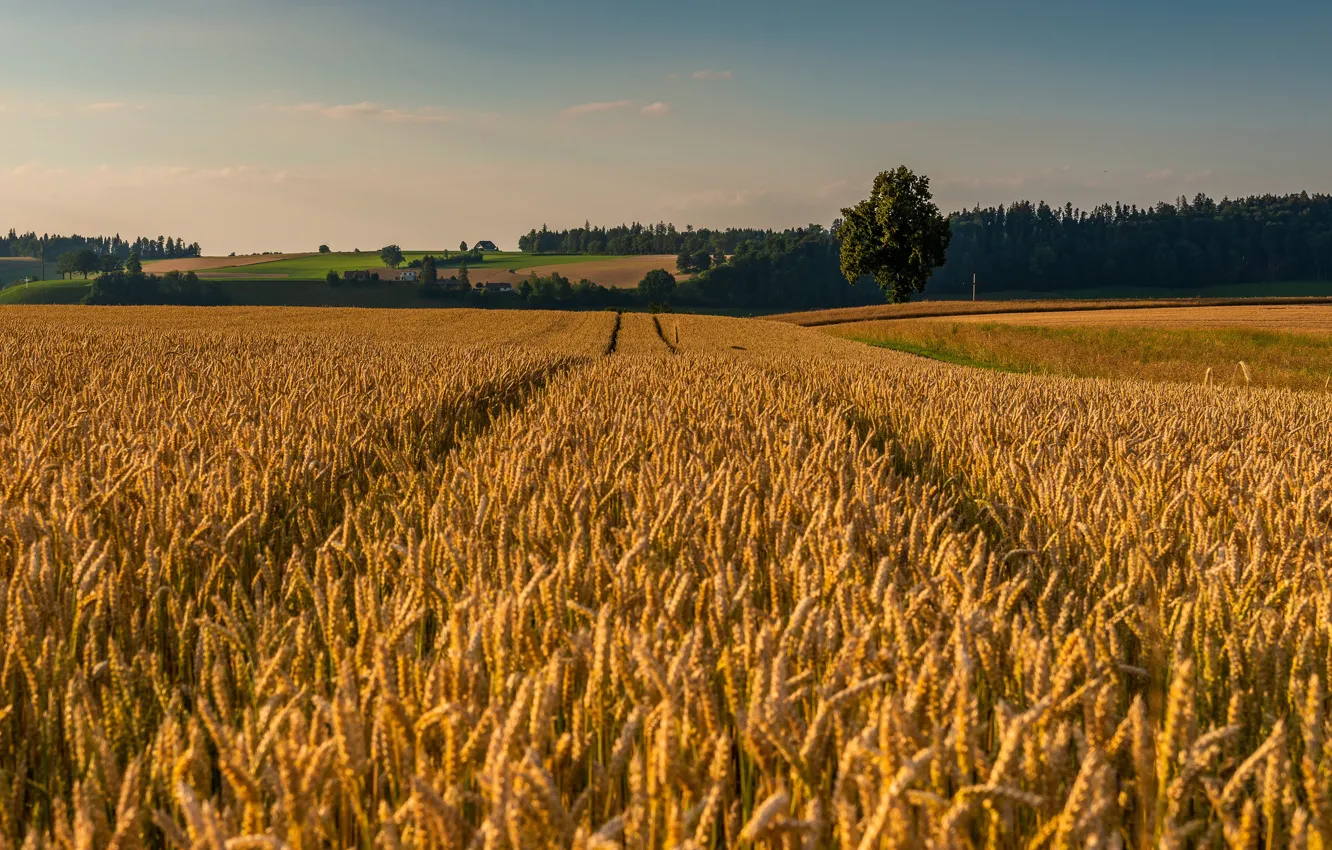 Photo wallpaper wheat, field, forest, the sky, trees, space, track, ears