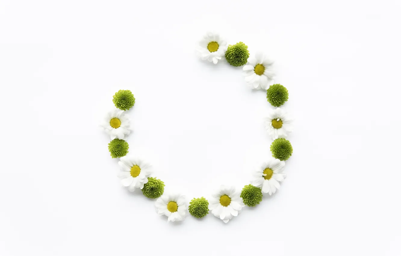 Photo wallpaper flowers, Daisy, semicircle, succulents, Semicircle, white background, decor, succulents