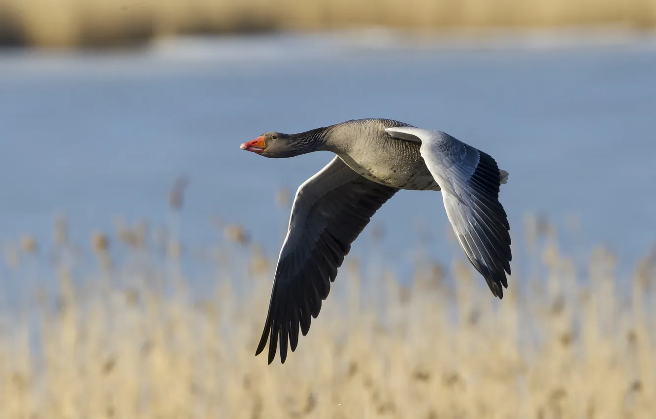 Photo wallpaper look, flight, nature, pose, grey, bird, shore, pond